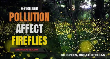 Fireflies at Night: Impact of Light Pollution