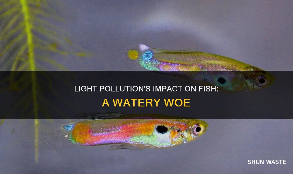 how does light pollution affect fish