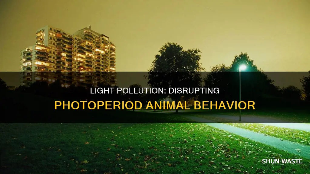 how does light pollution affect photoperiod animals