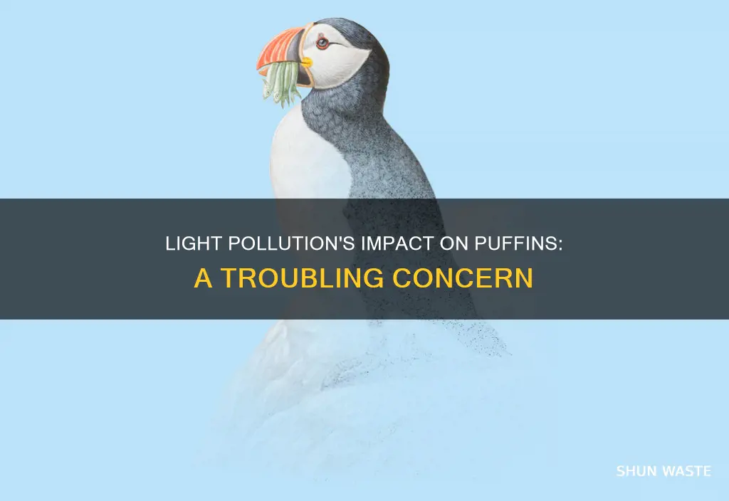 how does light pollution affect puffins