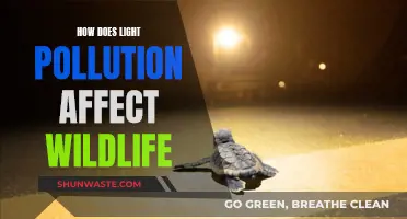 Light Pollution's Impact on Wildlife: Understanding the Dark Side