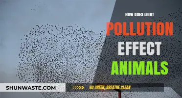 Light Pollution: Impacting Animal Behavior and Health