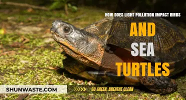 Light Pollution: Birds, Turtles, and Disruption