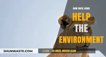 Lions' Vital Role in Balancing Ecosystems and Protecting Biodiversity