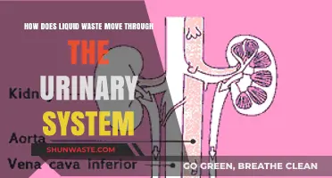 Understanding the Journey: Liquid Waste Through the Urinary System