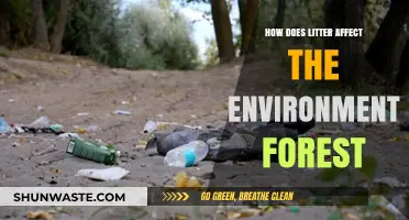 Litter's Devastating Impact: How Forest Ecosystems Suffer and Solutions