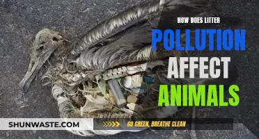 Litter Pollution: Harming Animals, Destroying Ecosystems