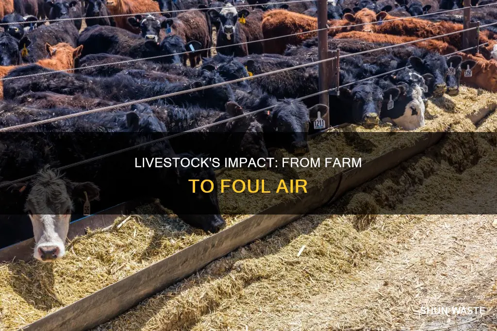 how does livestock cause pollution