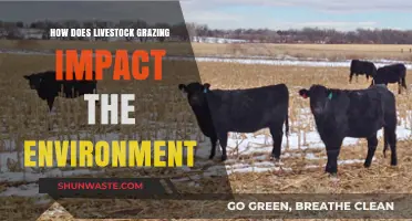 Livestock Grazing's Environmental Impact: Balancing Agriculture and Ecosystems