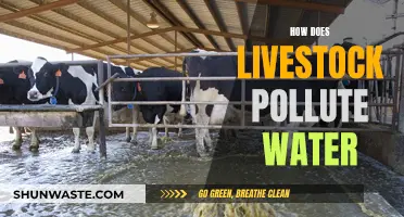 Livestock's Impact: How Farm Animals Contaminate Water Sources