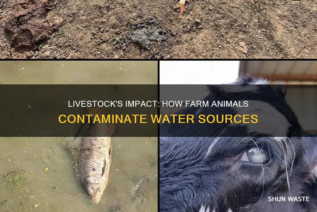 how does livestock pollute water