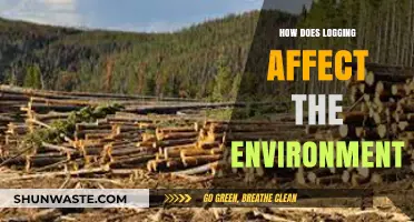 Logging's Impact: Environmental Consequences and Sustainable Solutions Explored