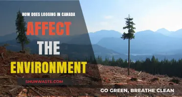 Logging in Canada: Environmental Impacts and Sustainability Challenges