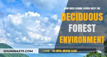 Leaf Loss Benefits: How Deciduous Forests Thrive Through Seasonal Shedding