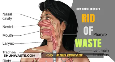 Breathing Out Waste: How Lungs Eliminate Carbon Dioxide Efficiently