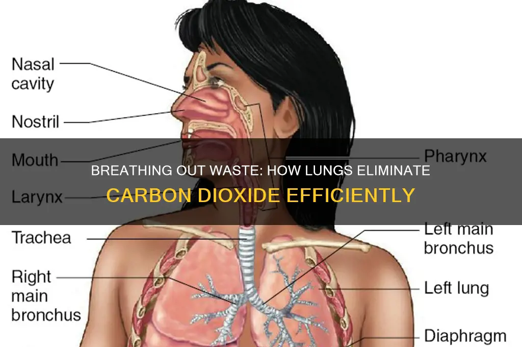 how does lungs get rid of waste