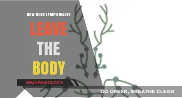 Understanding Lymphatic Drainage: How the Body Eliminates Lymph Waste