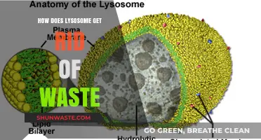 Lysosomes: The Cellular Recycling Centers Eliminating Waste Efficiently