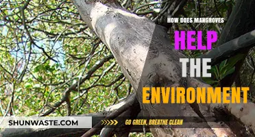 Mangroves: Nature's Coastal Guardians and Environmental Lifeline Explained