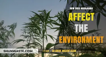 Marijuana's Environmental Impact: Cultivation, Carbon Footprint, and Conservation Concerns