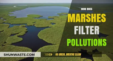 Marshes: Natural Pollution Filters and Purifiers