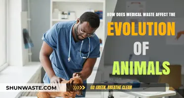 Medical Waste's Impact on Animal Evolution: Unseen Consequences Revealed