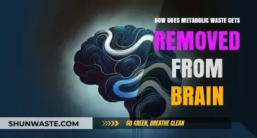 Brain's Cleansing Mechanism: How Metabolic Waste is Removed Efficiently