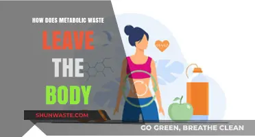 How Metabolic Waste is Eliminated from the Body: A Comprehensive Guide