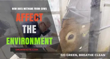 Cow Methane Emissions: Environmental Impact and Sustainable Solutions Explained