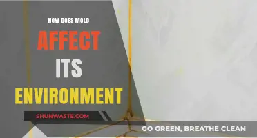 Mold's Impact: Environmental Consequences and Ecosystem Disruption Explained