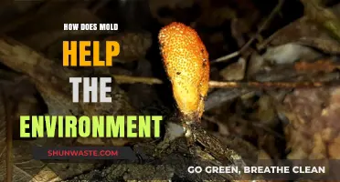 Mold's Eco-Friendly Role: How Fungi Sustain and Balance Ecosystems