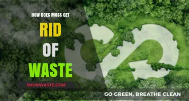How Moss Efficiently Eliminates Waste: A Natural Recycling Process