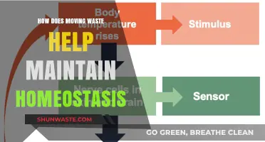 Moving Waste: Essential Role in Maintaining Bodily Homeostasis Explained