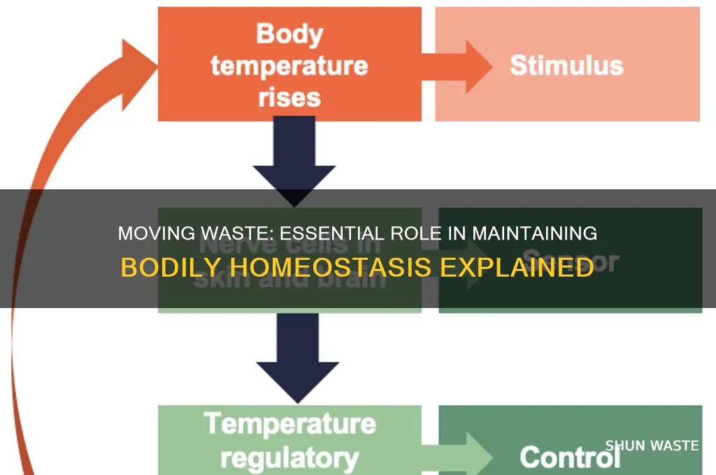 how does moving waste help maintain homeostasis
