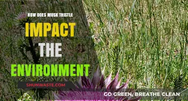 Musk Thistle's Environmental Impact: Threats to Ecosystems and Biodiversity