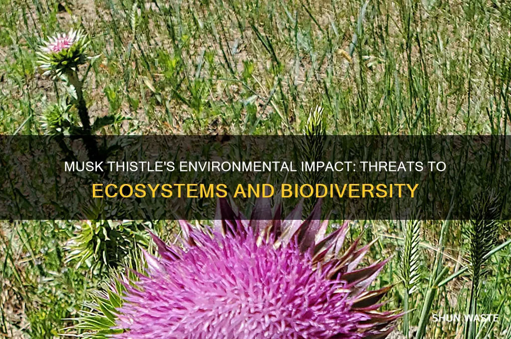 how does musk thistle impact the environment