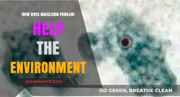 Naegleria Fowleri's Surprising Role in Ecosystem Balance and Health