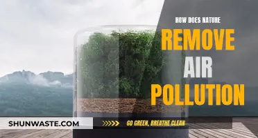 Nature's Air Purification: Secrets to Clean Air
