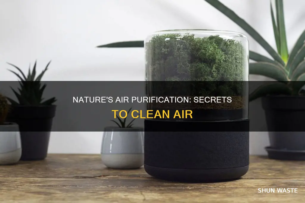 how does nature remove air pollution
