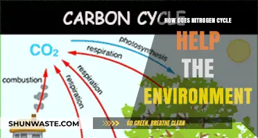 Nitrogen Cycle: Sustaining Ecosystems and Environmental Balance Naturally