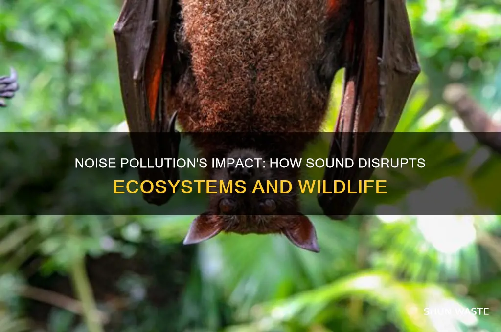 how does noise affect the environment