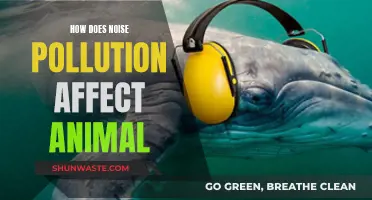 Noise Pollution: Harming Animals, Disrupting Ecosystems