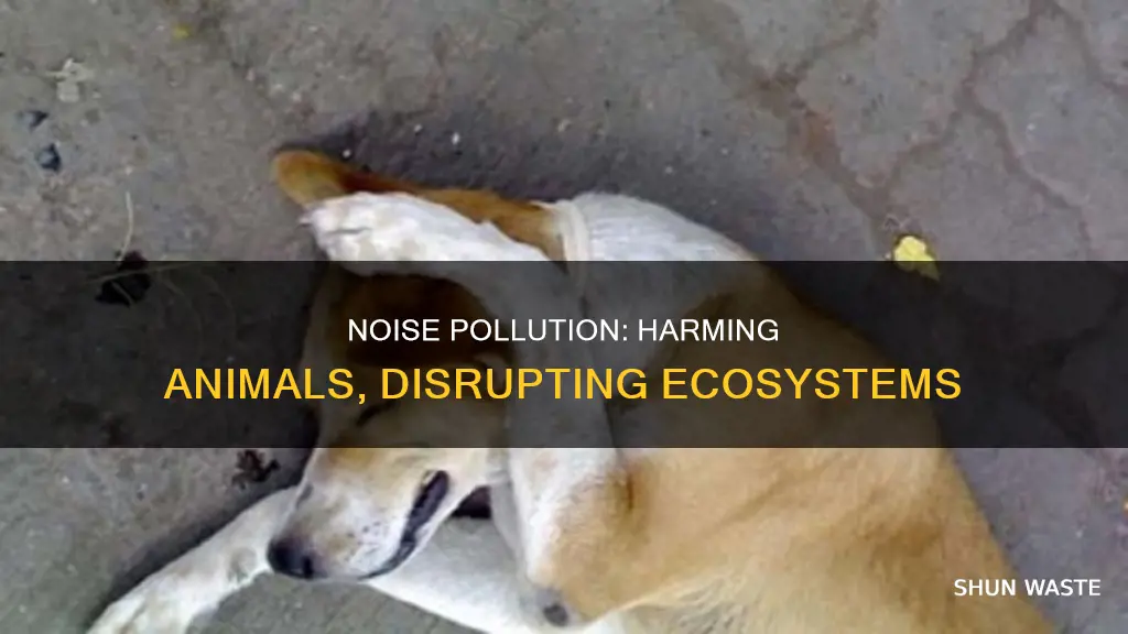 how does noise pollution affect animal