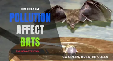 Noise Pollution: Impact on Bats' Health and Habitat