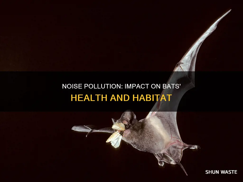 how does noise pollution affect bats