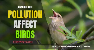 Noise Pollution: Harmful Impact on Birds