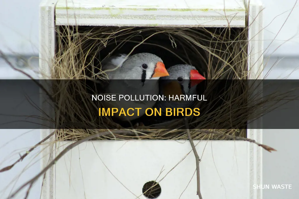 how does noise pollution affect birds