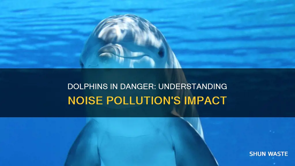 how does noise pollution affect dolphins