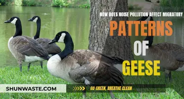 Noise Pollution: Impact on Geese Migration Patterns