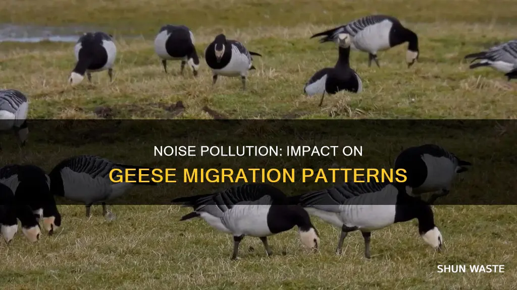 how does noise pollution affect migratory patterns of geese